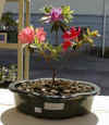Plant04